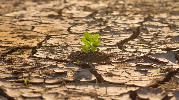 Green plant grow in middle dry cracked earth. nature recovery an